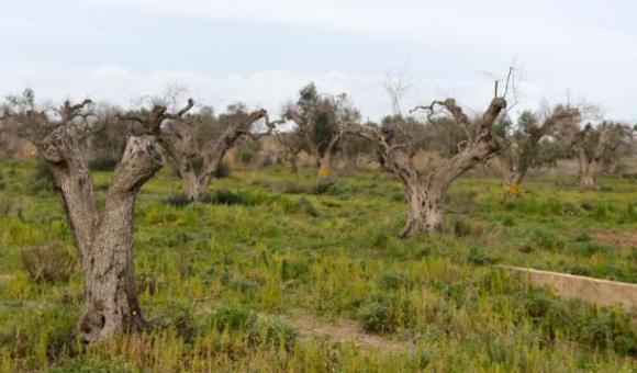 La región Valona detiene la bacteria destructora de los olivos sin pesticida